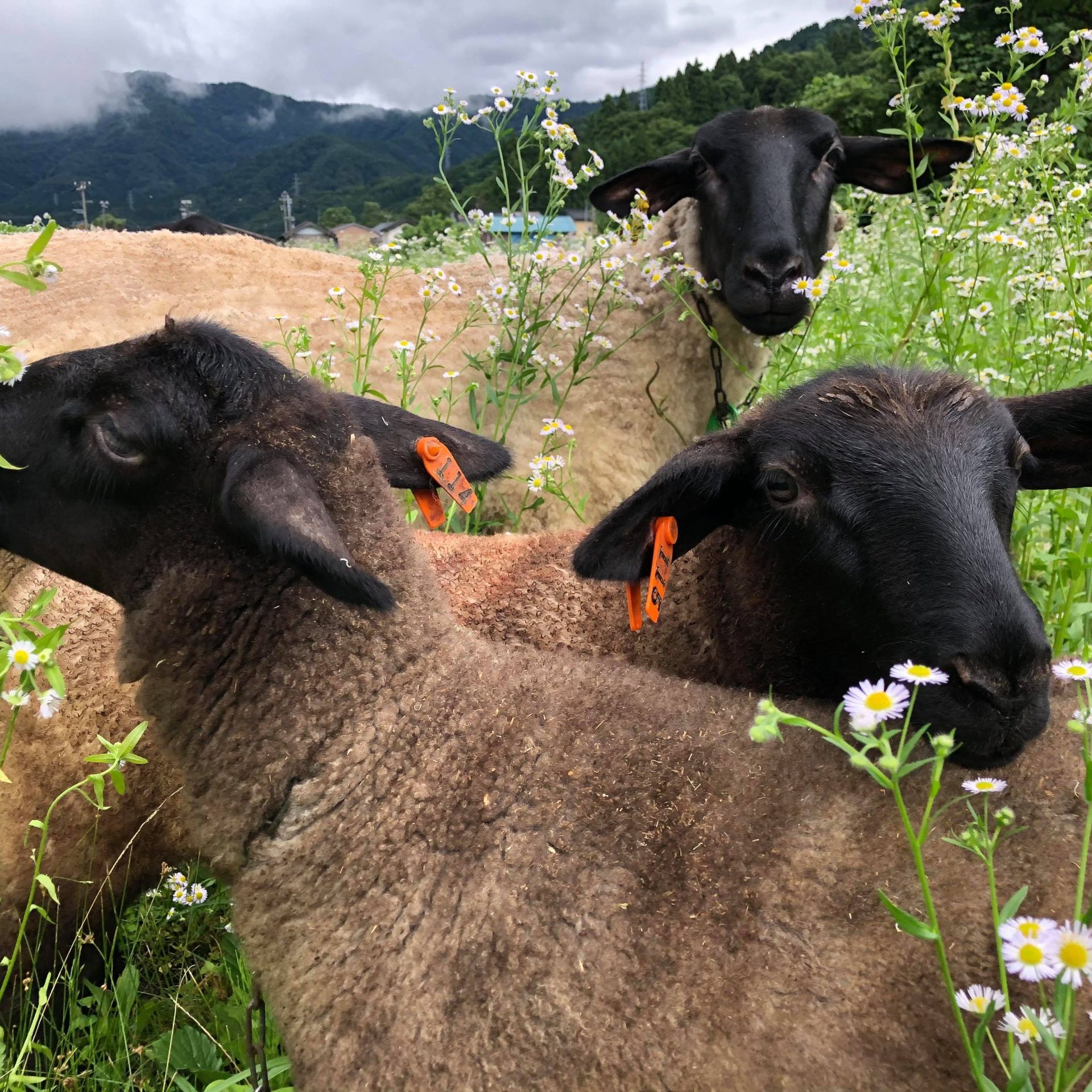 山田羊 山立会と羊｜やまだち牧場 石川県白山市でグルメと羊のふれあい体験を楽しむ